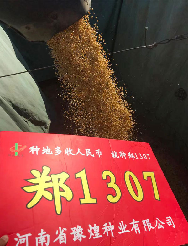 郑1307