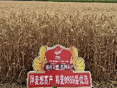 2025冬麦区大部墒情适宜 不足范围扩大 长江中游及华南西南局地出现干旱